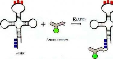Как происходит синтез белка