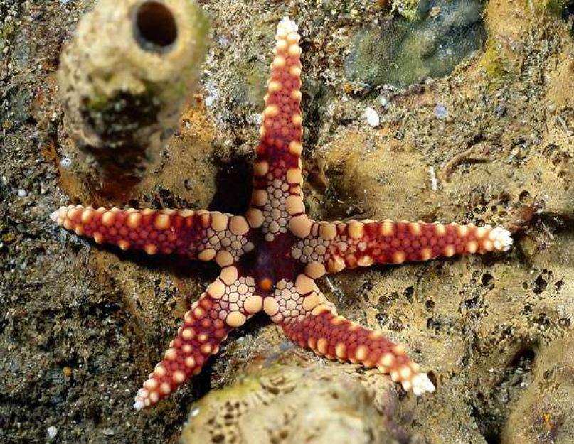 Все о морской звезде в экзотических странах. Краткая информация о морской звезде Как питаются морские звезды