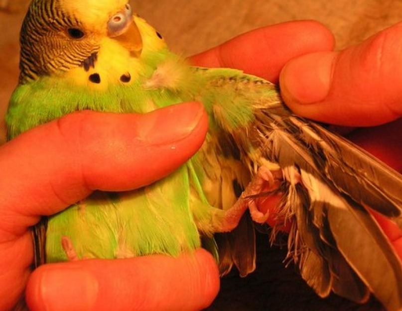 У волнистого попугая выпадают перья: простая линька или серьезное заболевание? Выпадение перьев у волнистых попугаев