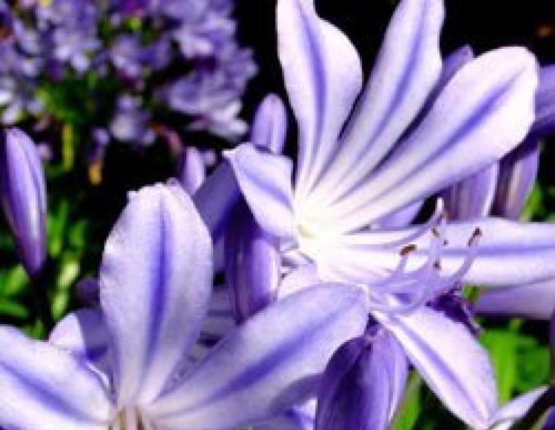 Лириопе – прекрасные цветы для сада и комнаты. Лириопе мускари и лириопе колосистая Лириопе остроконечная