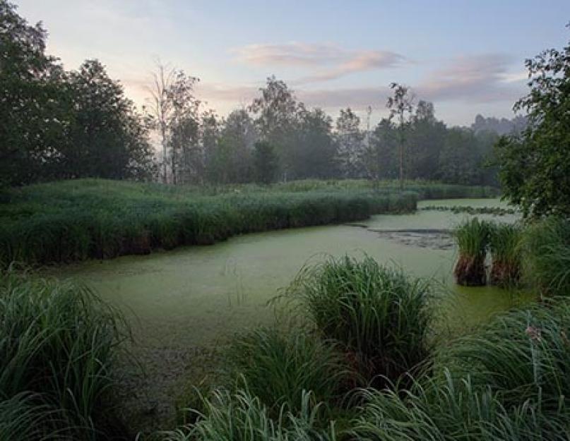 Типы болот и их характеристика. Как образуется болото Где встречаются болота
