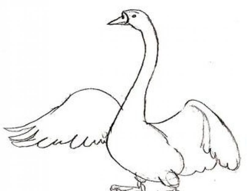 Как рисовать лебедя карандашом поэтапно. Как нарисовать лебедя простым карандашом? Видео: учимся рисовать лебедя