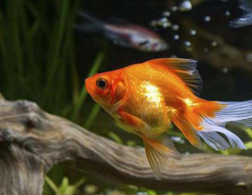 Сколько живут золотые рыбки? Какая рыбка проживет дольше всех в аквариуме? Какие рыбы долго живут в аквариуме