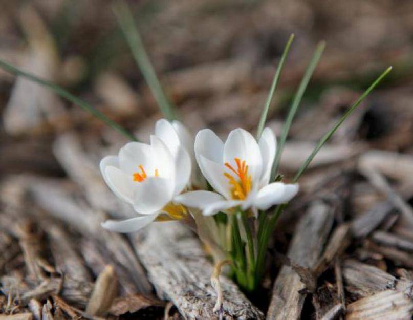 Сочинение на тему «Весна. Сочинение на тему Весенняя природа (описание) Описание поздней весны