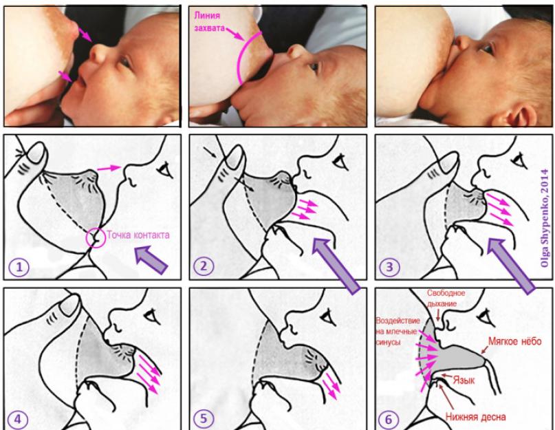 Техника прикладывания при грудном вскармливании. Прикладываем ребенка к груди правильно! Позы или положения для кормления малыша.
