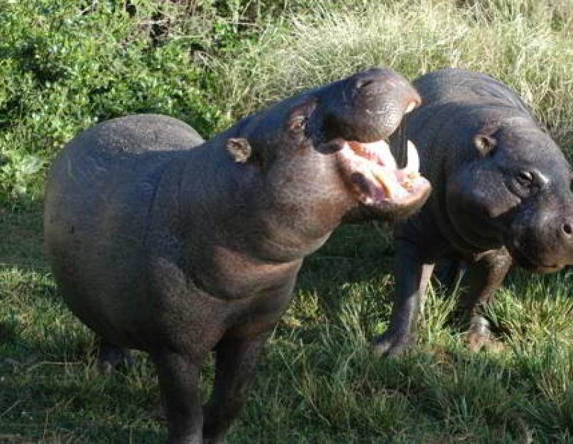  Размножение бегемота карликового - образ жизни карликового бегемота