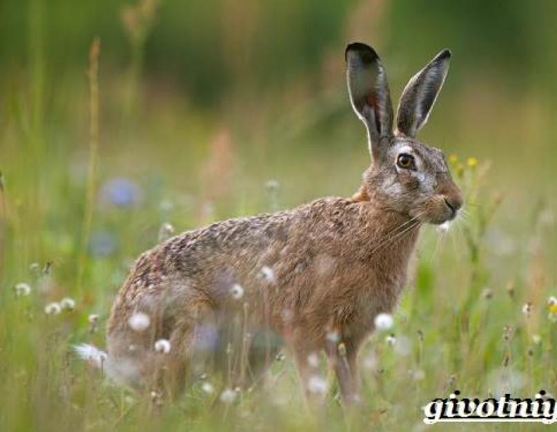 ماذا تأكل الأرانب - الأرنب والأرنب؟  الفرق بين الأرنب الأبيض والأرنب البني ماذا يأكل الأرنب البني