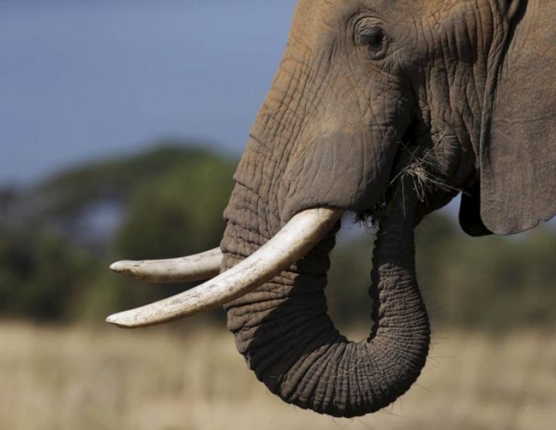 Afrikos krūminis dramblys: ką jis valgo ir kaip gyvena.  Dramblio gyvūnas.  Dramblio gyvenimo būdas ir buveinė