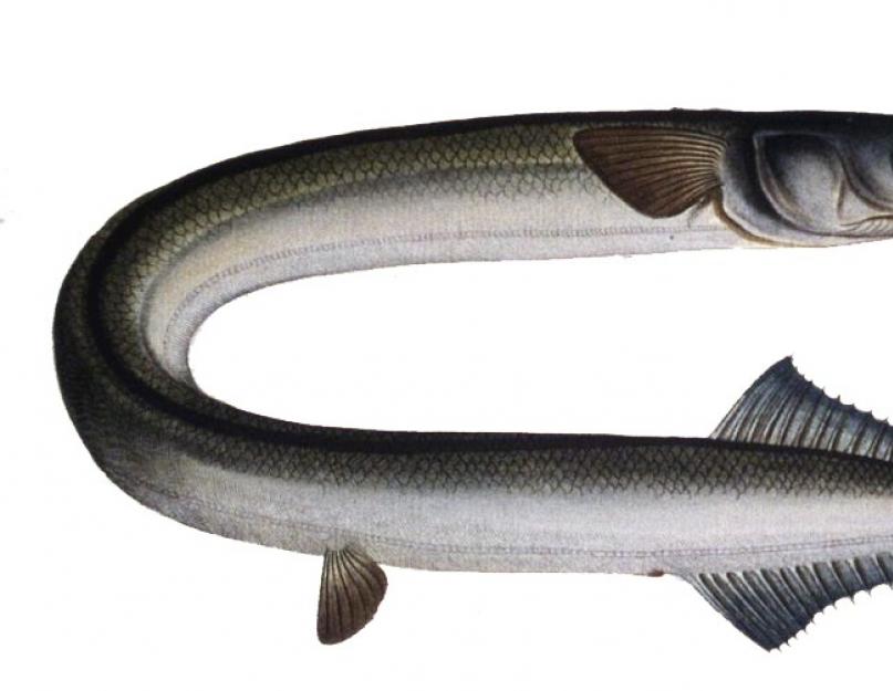 Сарган обыкновенный. Сарган (garfish) — описание, как ловить и на что. Ловля рыбы на поплавочные снасти