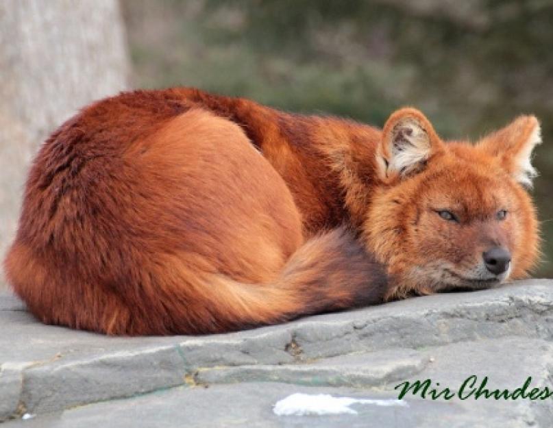 Raudonasis vilkas (nuotrauka): pavojingas neįprastos išvaizdos plėšrūnas.  Gražus ir retas – raudonasis vilkas