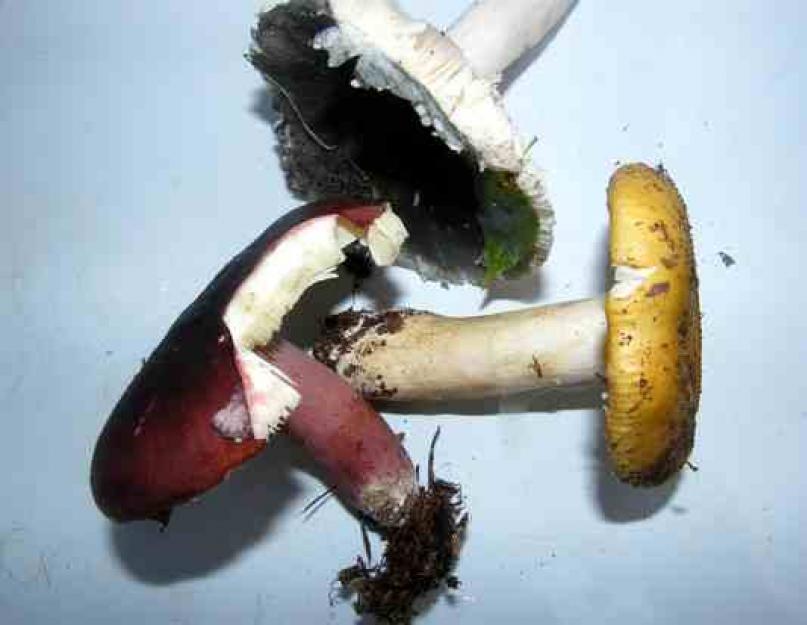 Сыроежки - съедобные грибы или нет? Виды сыроежек. Ложные и настоящие сыроежки. Как выглядит сыроежка: описание и виды гриба