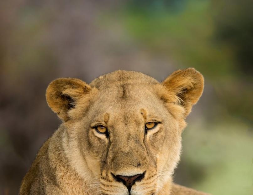 Любопытные факты о львах. Лев: описание, характеристики и поведение