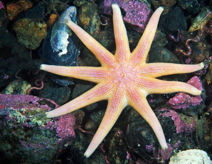 A Földközi-tenger tengeri csillagai.  Ahol a tengeri csillag él Starfish a kezében