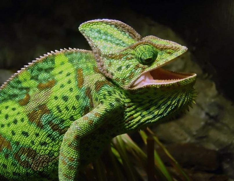 Šie nuostabūs chameleonai.  Chameleonas gyvūnas.  Chameleono gyvenimo būdas ir buveinė Kaip prižiūrėti chameleoną namuose