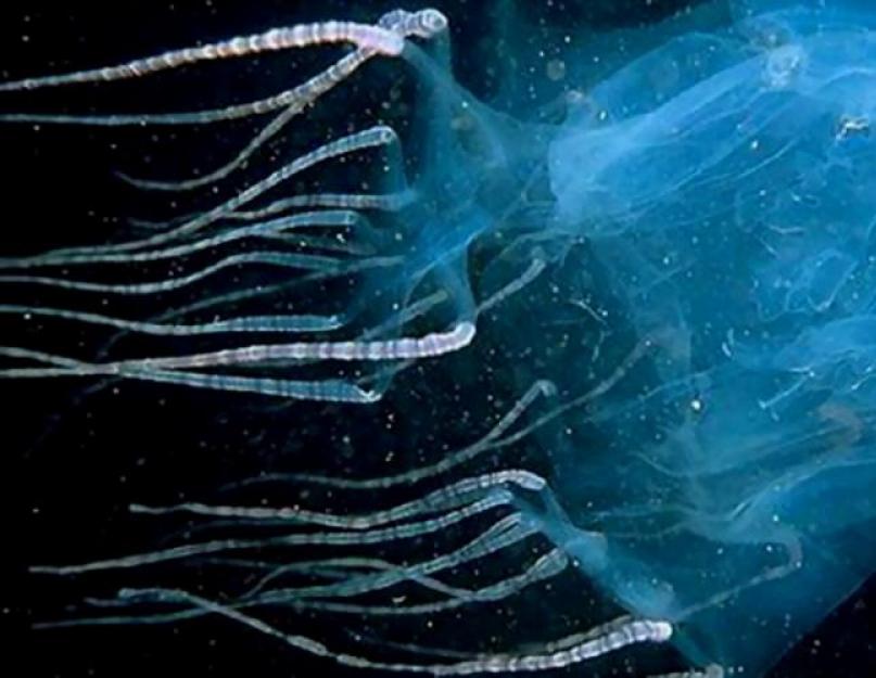 Морская оса (кубомедуза) - смертельно опасное морское чудовище. Морская оса - ядовитая медуза