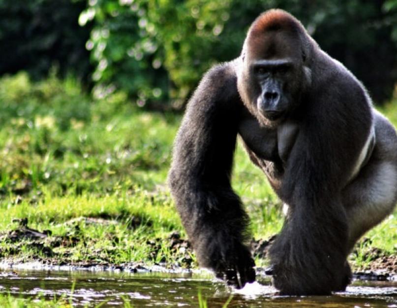 الغوريلا هو أكبر قرد على وجه الأرض.  القرد الكبير - غوريلا: الوصف والصور والصور ومقاطع الفيديو والأفلام عن حياة الغوريلا