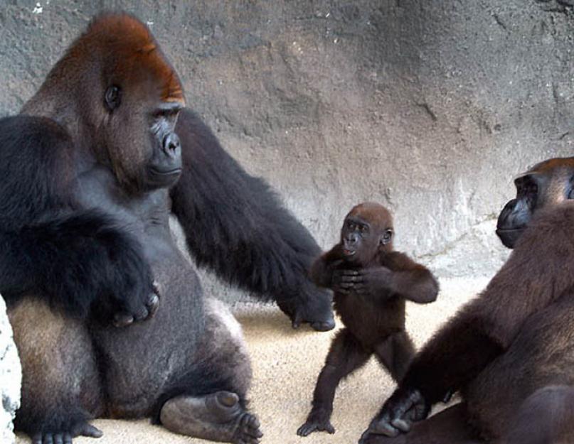 Beždžionė gorila.  Gorilos gyvenimo būdas ir buveinė.  Penki didžiausi hominidai – Mad Zoologas