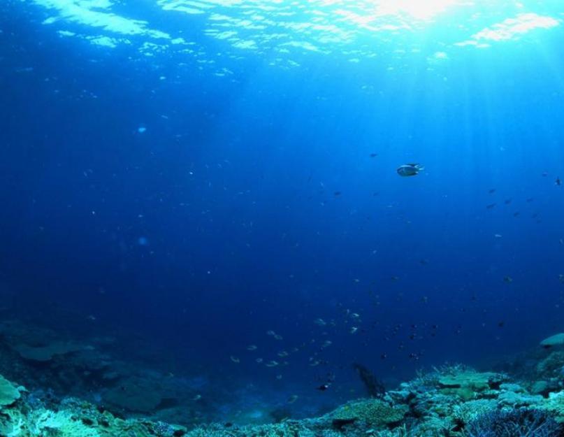 Название самого глубокого моря на земле. Самое большое море в мире: где находится и как называется? Самая большая рыба в мире