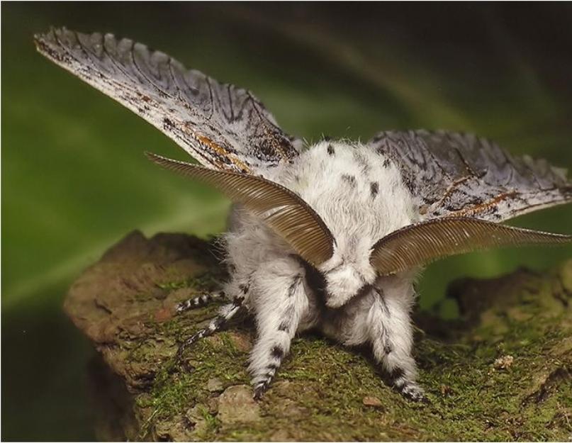 Sibiro šilkaverpių vikšrų ir drugelių aprašymas ir nuotrauka.  Pušinis šilkaverpis: aprašymas su nuotrauka, buveinė, dauginimasis, žala ir kontrolės metodai Pažiūrėkite, kas tai yra