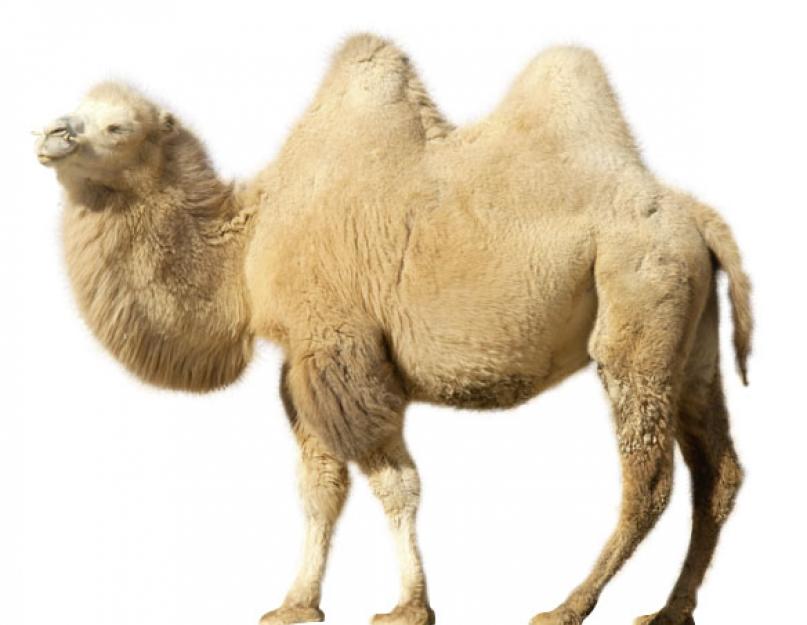 Особенности питания верблюдов. Что ест верблюд в пустыне и в зоопарке