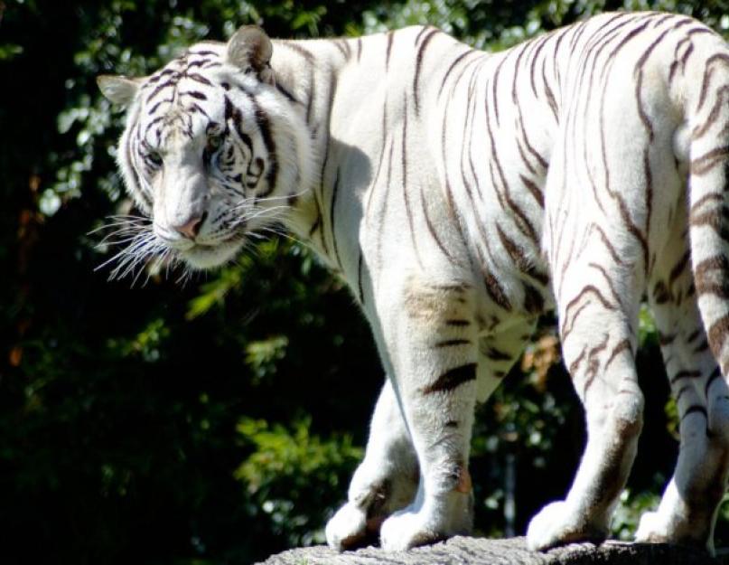 Baltųjų tigrų gyvenimas.  Tigro spalvų variacijos.  gyvūnas baltasis tigras