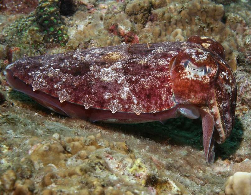 Облако глубоководных видов каракатиц. Каракатицы (Sepiida) - чернильные души морей. Среда и особенности обитания