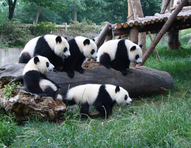 Kokiai šeimai priklauso panda?  Didžioji panda yra Tibeto kalnų lokys.  Milžiniškos pandos aprašymas ir nuotrauka