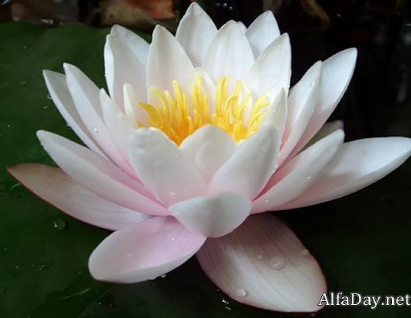 Krištolinis lotosas yra galingiausias feng shui talismanas.  Lotoso simbolis kasdieniame gyvenime