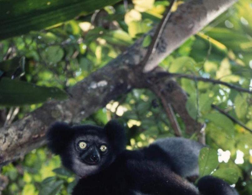 Kokius gyvūnus galima pamatyti Madagaskare.  Madagaskaro gyvūnai: unikali salos fauna.  nuotrauka Šilkinė sifaka