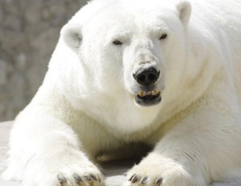 ماذا تأكل الدببة القطبية.  الدب القطبي هو ملك الشمال موطن الدببة القطبية على الخريطة