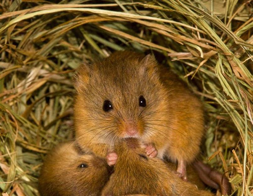 الفأر البري كحيوان أليف.  فئران المنزل: الوصف والصورة.  هل يعض الفأر في المنزل؟  كيف تتخلص من فئران المنزل