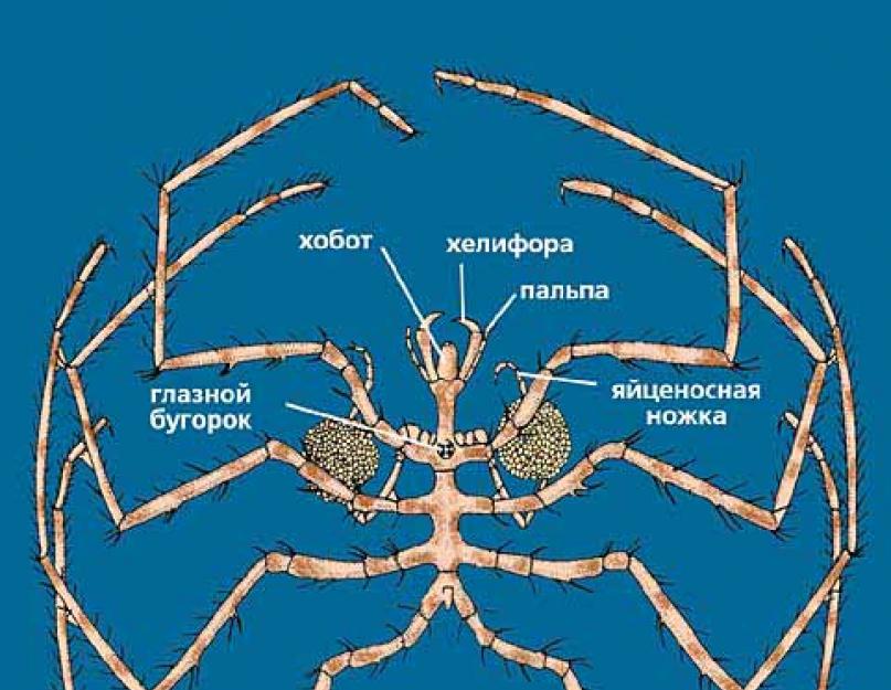 Морской паук (морской скорпион). Морской паук - таинственный обитатель глубин Морские пауки в черном море