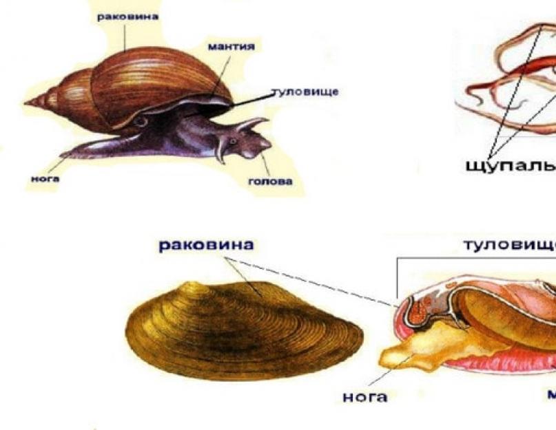 Moliusko tipas: bendrosios savybės, vidinė ir išorinė struktūra, reikšmė gamtoje.  Moliuskų tipas ir klasės.  Bendrosios moliuskų savybės.  Kas yra moliuskų seilių liauka?  Moliuskų prisitaikymas prie buveinių