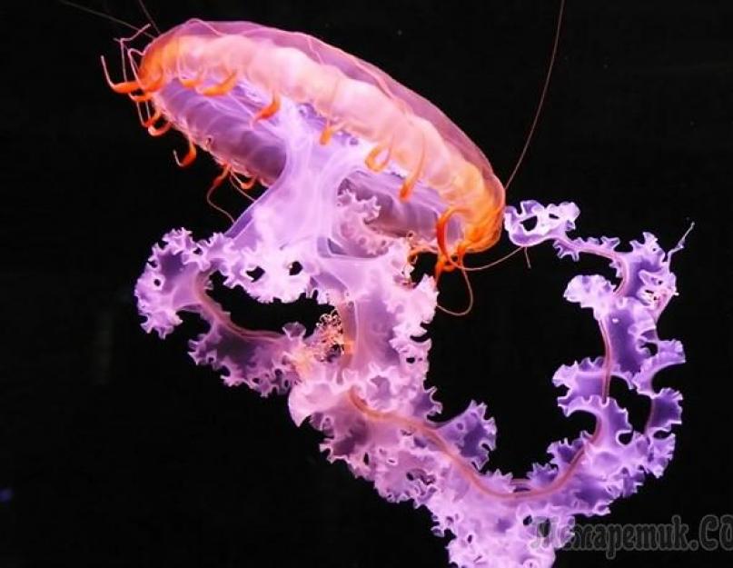 Какая самая ядовитая медуза в мире? Самые опасные медузы в мире