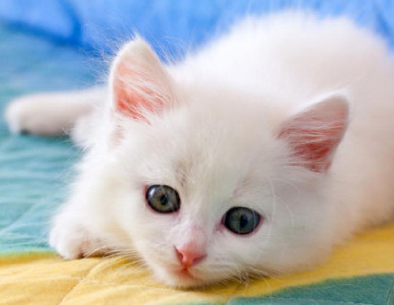 Miért álmodik egy fehér cicáról - az álom értelmezése az álomkönyvek szerint.  Fehér cica értelmezése az álomkönyvről