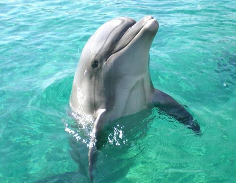 Истории про дельфинов для детей. Самые интересные факты о дельфинах. Интересные факты о дельфинах для детей. Все самое интересное о дельфинах