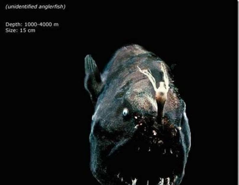 Рыбы марианской. Самые невероятные глубоководные рыбы на земле. Тайны и загадки «чрева Геи»