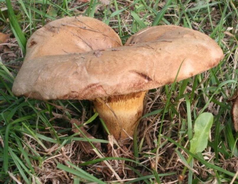 Свинарь - гриб, полезные свойства которого неоценимы. Съедобные грибы свинушки