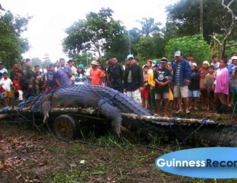 10 metrų krokodilas.  Didžiausi krokodilai pasaulyje