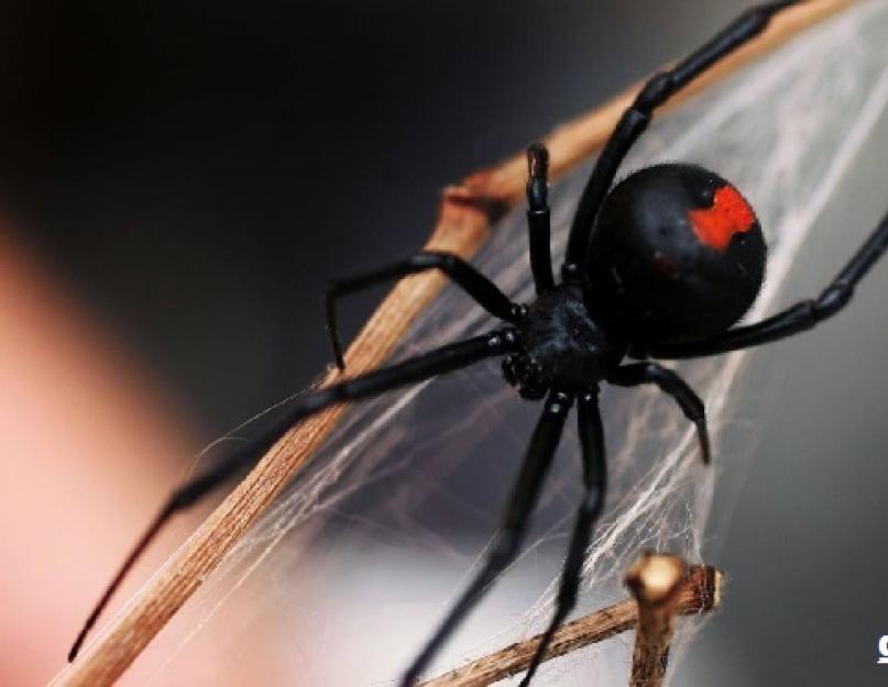 Fekete özvegy pók - leírás, jellemzők és érdekes tények.  Spider Karakurt – veszélyes a természetben lakó táborozókra A fekete özvegyek nemzetségébe tartozó pók
