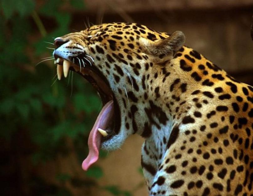 Jaguaras (gyvūno nuotrauka): judri ir graži didelė katė.  Gyvūnas jaguaras: kaip jis atrodo ir kur gyvena, plėšriojo žvėries greitis