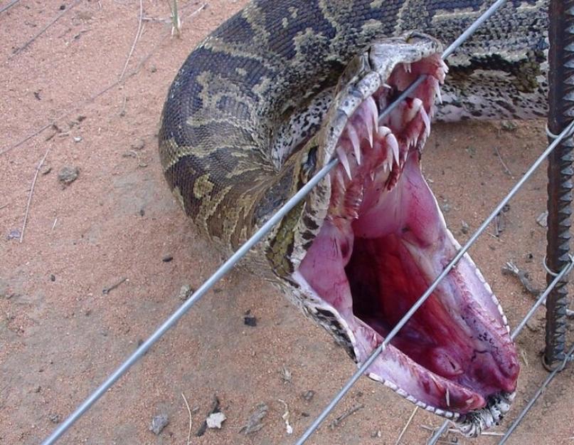 Hogyan támad meg egy piton egy embert.  Nem ez az első eset, hogy egy kígyó lenyeli az embert (Ne figyelj a befolyásolhatóra).  Hogyan vadászik egy piton és hogyan szerzi meg a táplálékát?