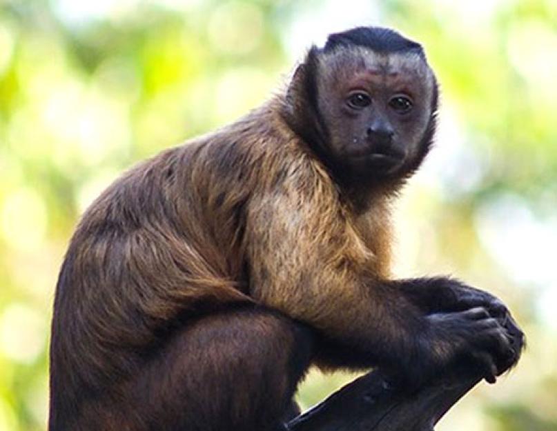 Виды обезьян. Самые маленькие обезьяны в мире
