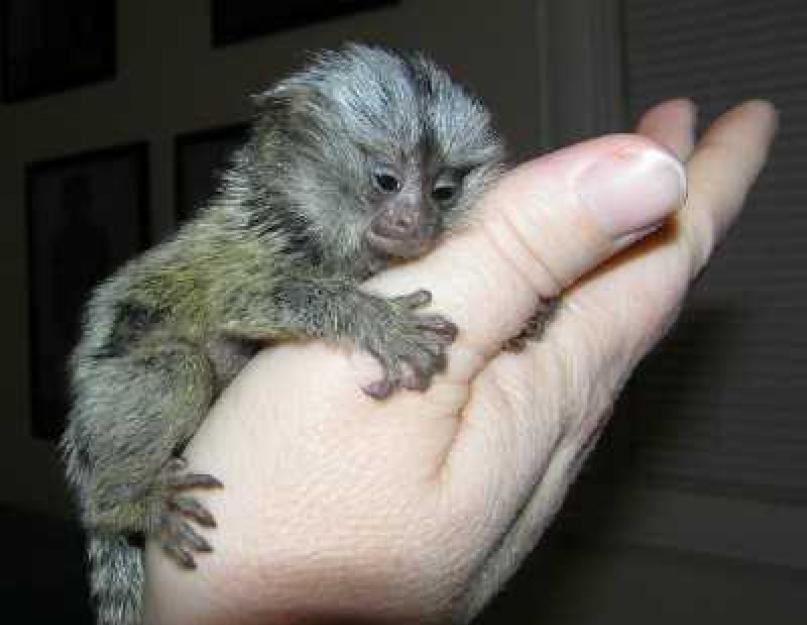Labai maža beždžionė.  Pigmė kiaunė yra mažiausia beždžionė pasaulyje
