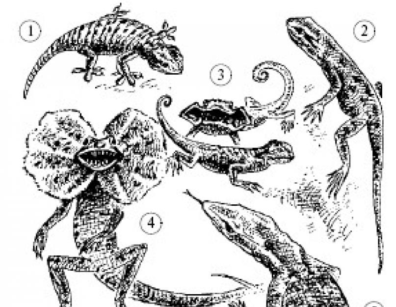 Разница между рептилиями и земноводными. Основные отличия земноводных от пресмыкающихся. Мне очень нужно скажите пожалуйста