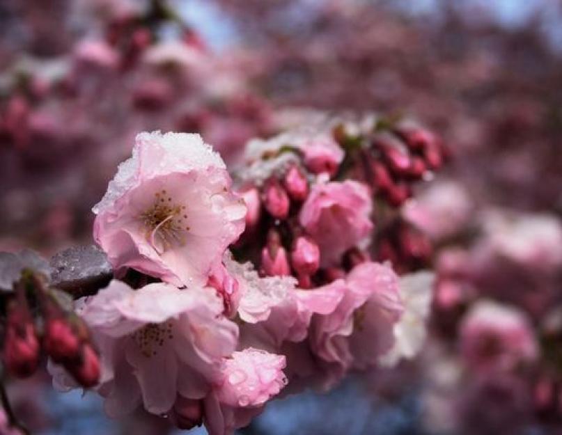 Где и когда увидеть цветение сакуры. Когда цветет сакура и как проводят эти дни в Японии. Традиция любования цветами