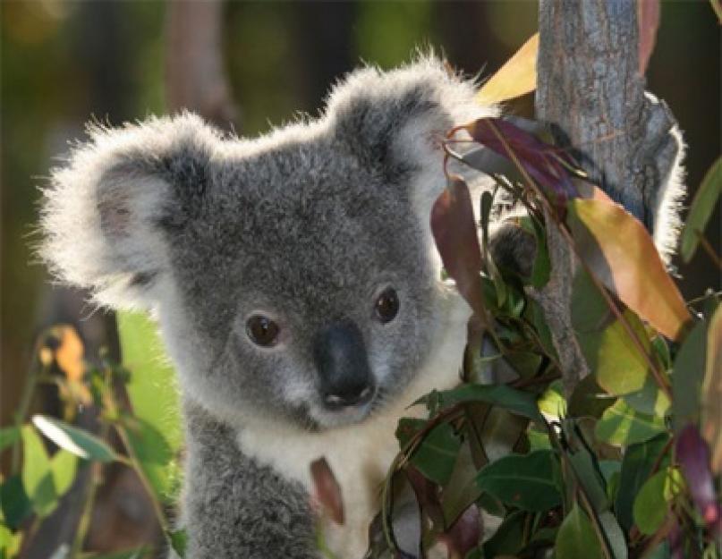 Milyen állat eszik eukaliptusz leveleket.  Hol él a koala, hogyan néz ki, mit eszik?  Erszényes koala típusa.  A hagyományos orvoslás receptjei