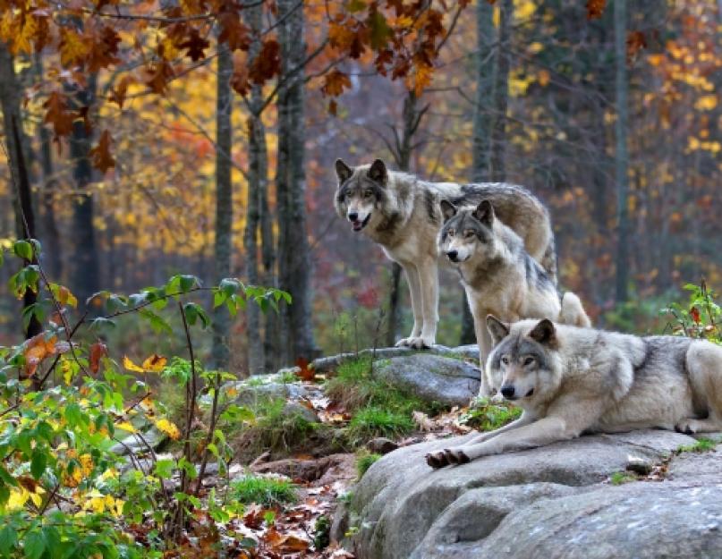 إنها الذئب كيف تتصرف في الطبيعة.  ذئب.  صيد الذئب.  عادات الذئب وسلوكه.  موسم الحياة والتزاوج للذئاب.  كيف يطارد درب الذئب.  عواء واحد وجماعي