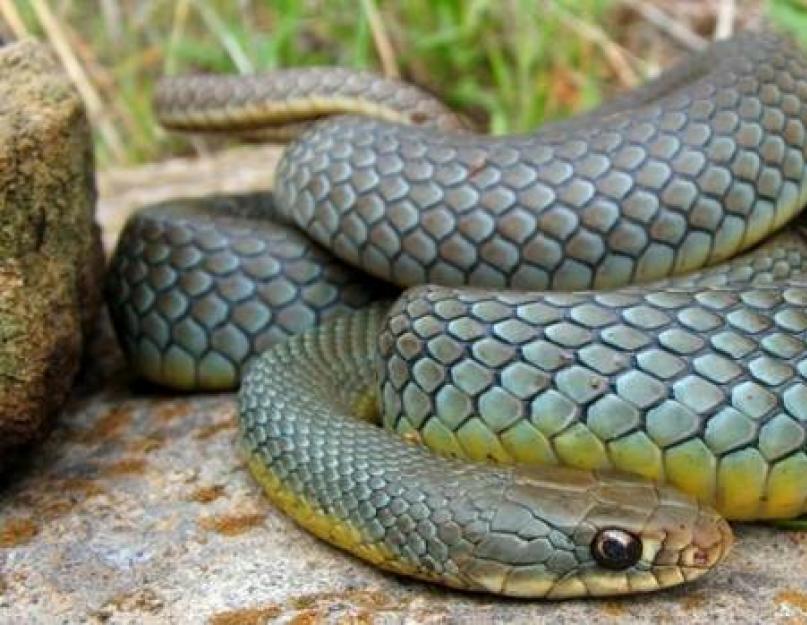Змейка маленькая серо коричневая с темной головой. Разница между ужом и гадюкой. Что делать при укусе змеи