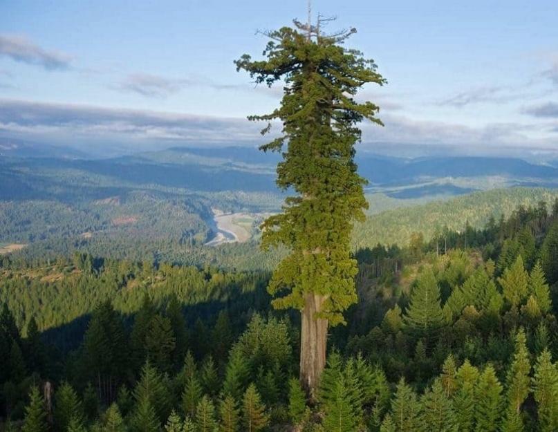  Какое самое высокое дерево в мире